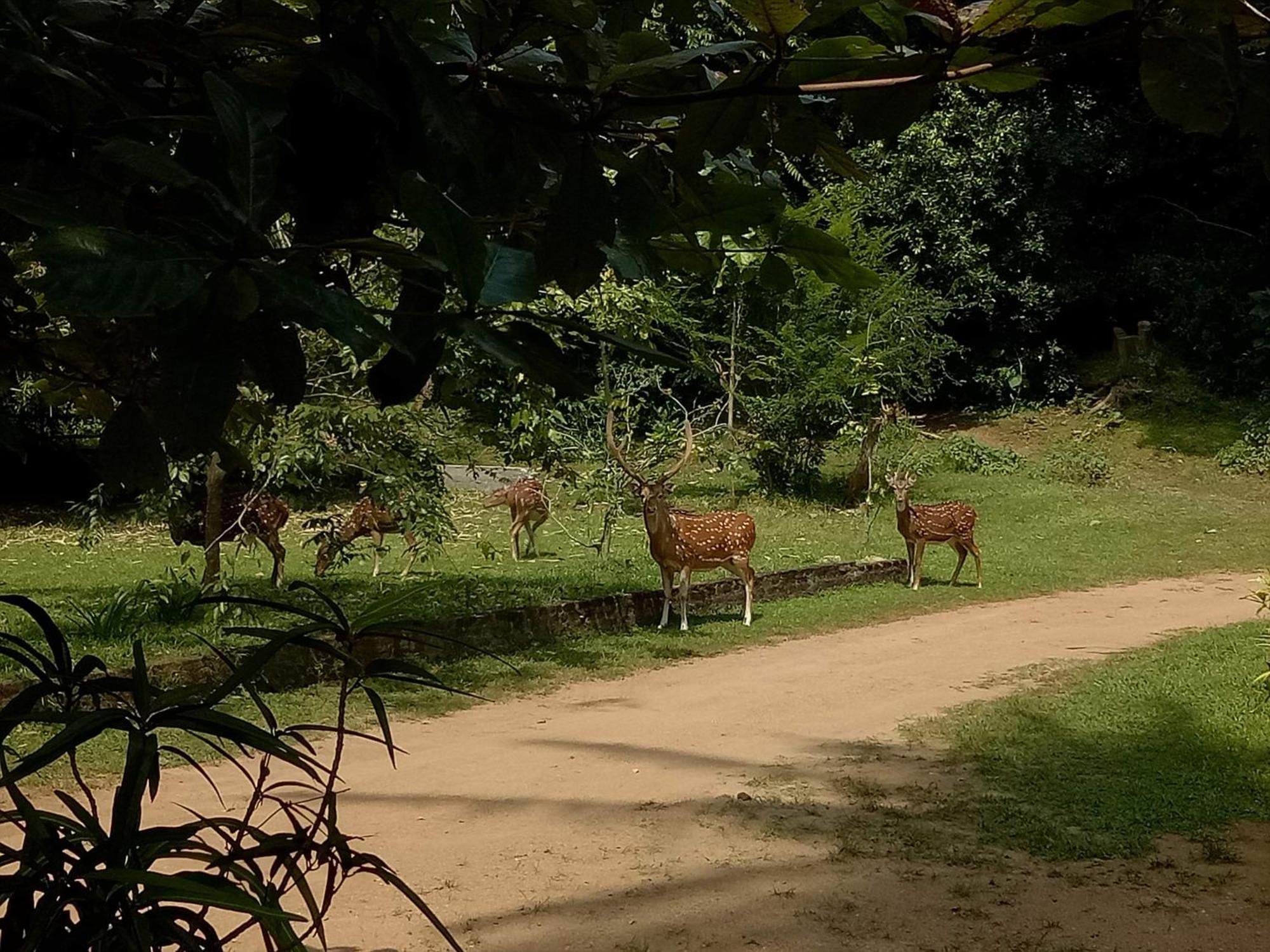 Deer Garden Guest Otel Polonnaruwa Dış mekan fotoğraf