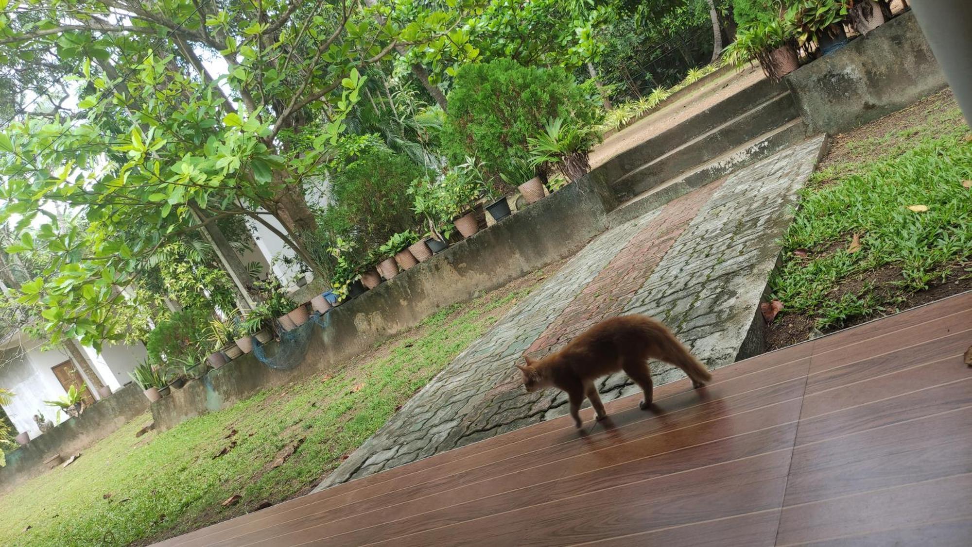 Deer Garden Guest Otel Polonnaruwa Dış mekan fotoğraf