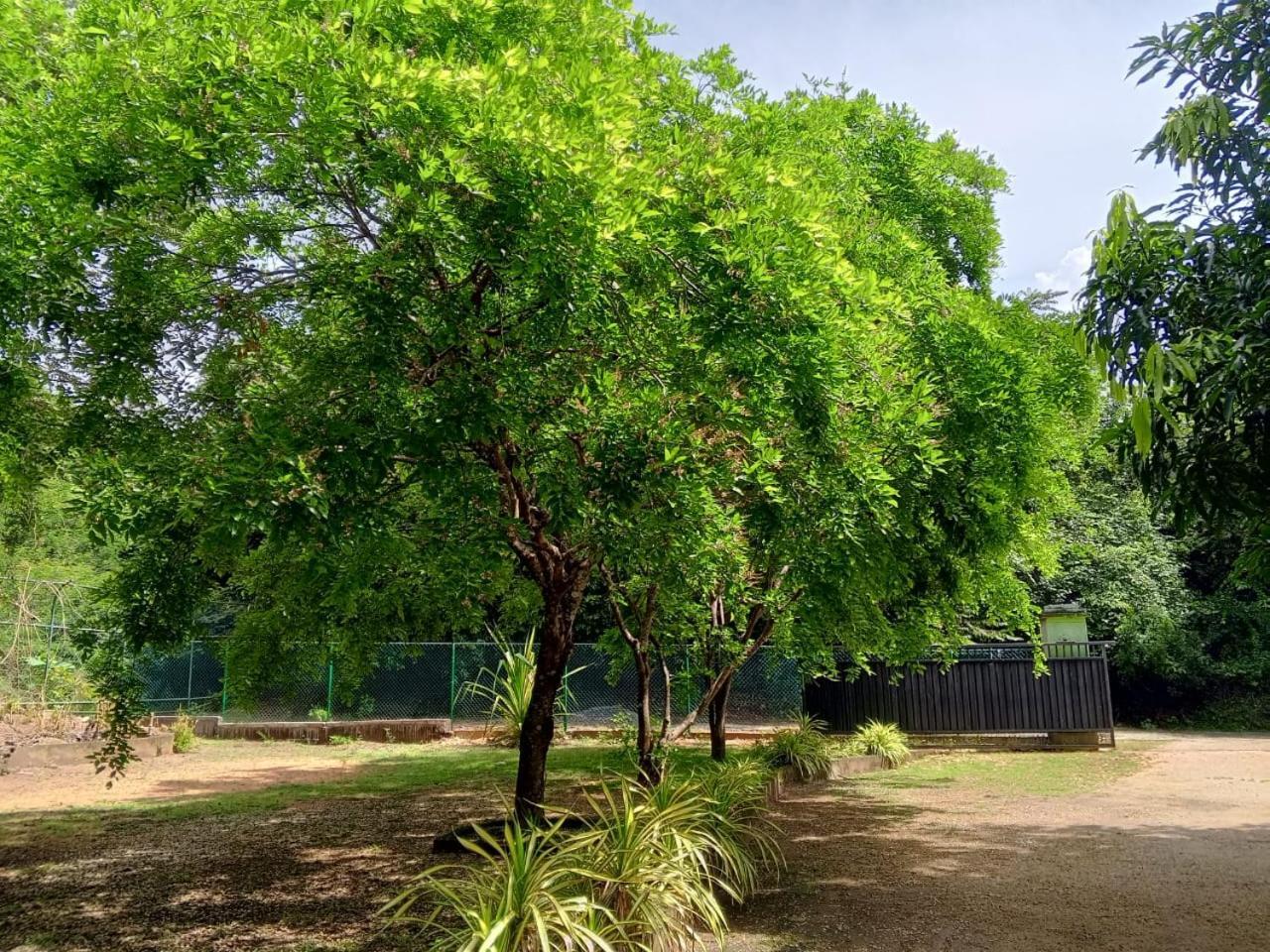 Deer Garden Guest Otel Polonnaruwa Dış mekan fotoğraf